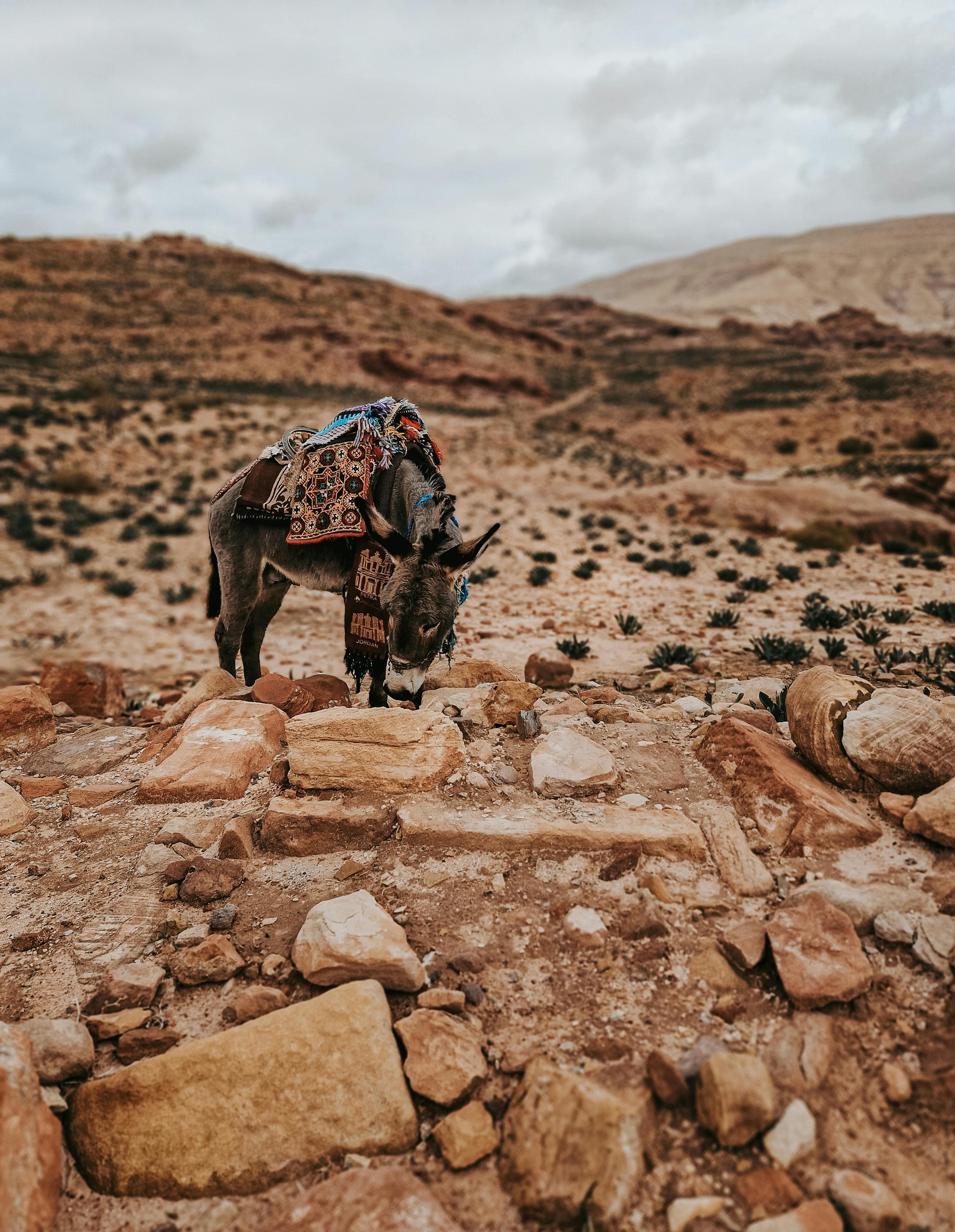 Arendt Regulatory & Consulting S.A.