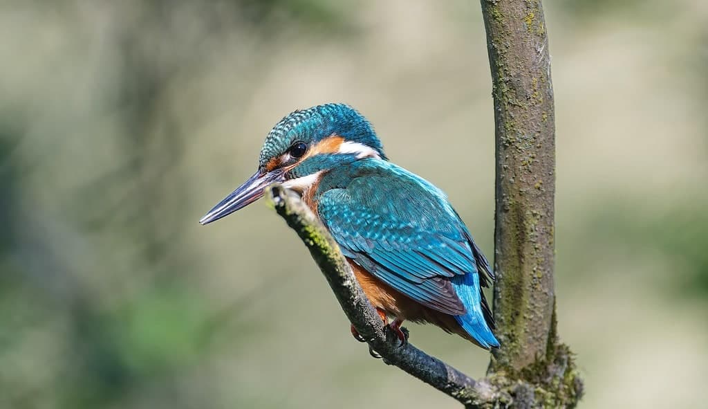 ManpowerGroup Luxembourg