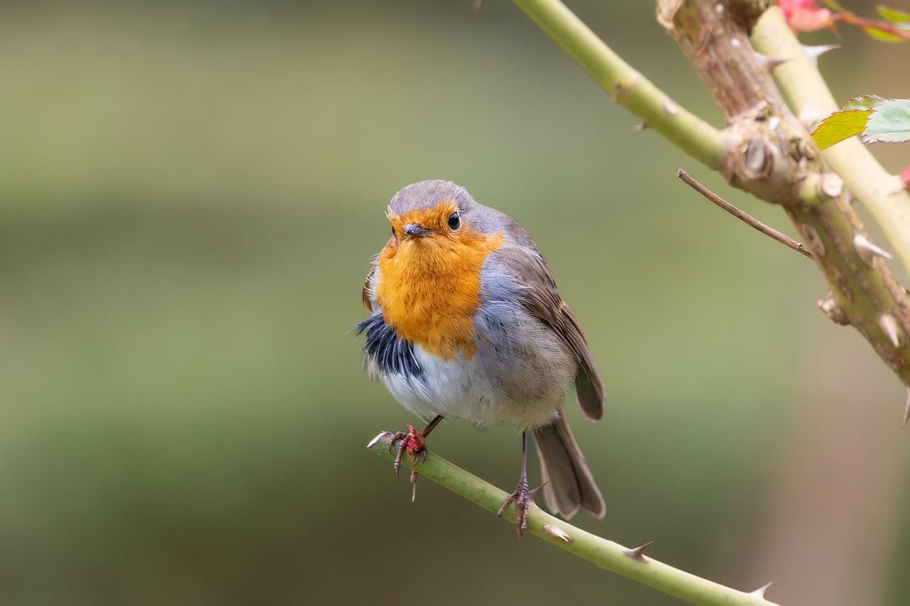 Arendt Regulatory & Consulting S.A.